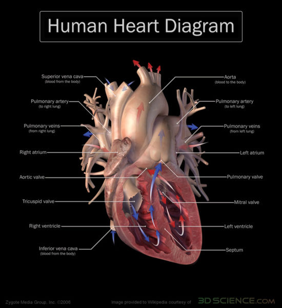 Heart