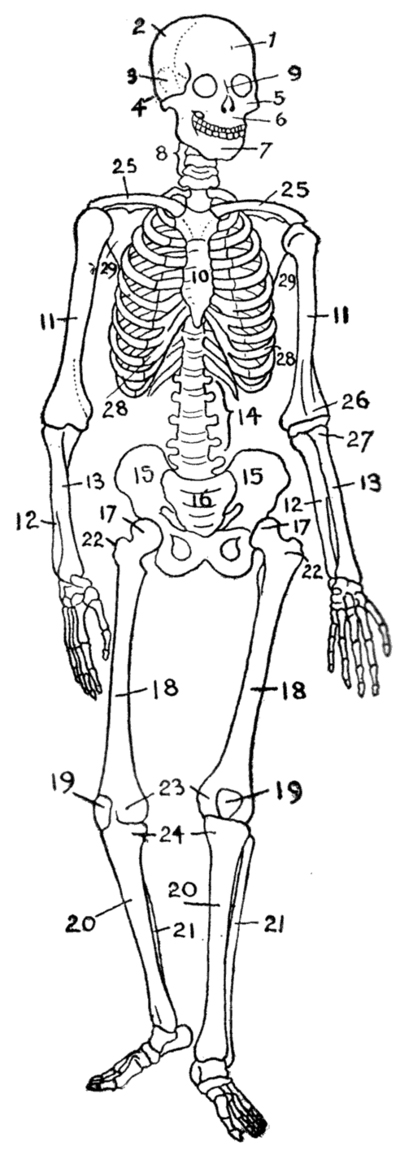 Human Skeleton