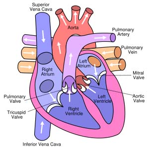 Diagram of Heart and Aortic Valve Diagram of Heart and Aortic Valve