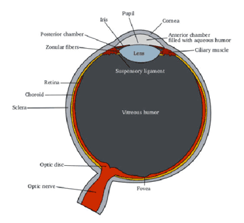 Eye Anatomy