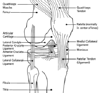 Anterior Cruciate Ligament Anatomy